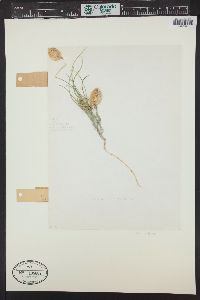 Astragalus ceramicus var. filifolius image