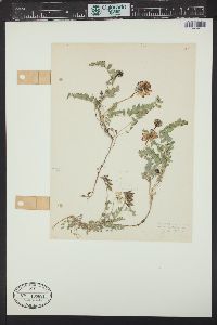 Astragalus alpinus image