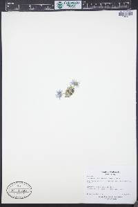 Erigeron pinnatisectus image