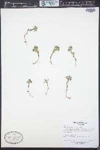 Noccaea fendleri image