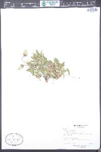 Dryas hookeriana image