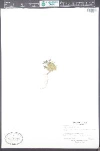 Draba streptobrachia image