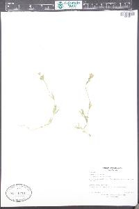 Cerastium arvense subsp. strictum image