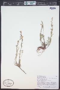 Penstemon linarioides image
