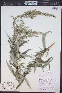 Artemisia douglasiana image