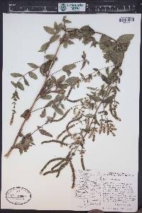 Mentha spicata image