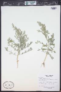 Chenopodium pratericola image