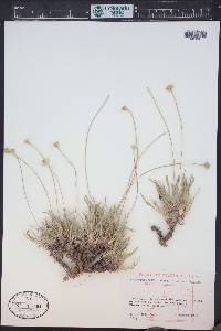 Tetraneuris acaulis image