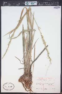 Beckmannia syzigachne image