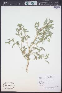 Amaranthus albus image