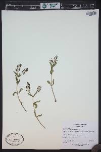 Veronica anagallis-aquatica image