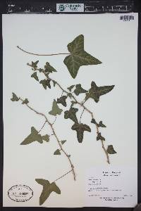 Hedera helix image