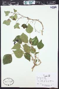 Hedera hibernica image