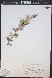 Cercocarpus montanus image