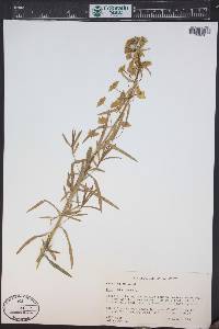Euphorbia esula image