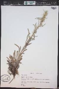 Oreocarya virgata image