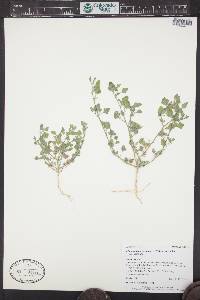 Chenopodium incanum image