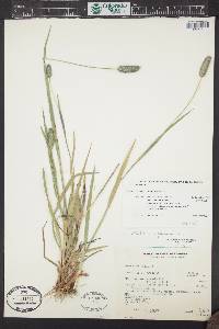 Phleum alpinum image