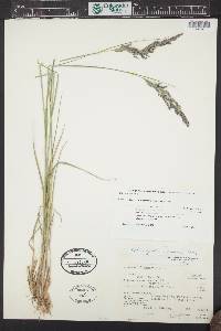 Calamagrostis stricta image