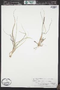 Calamagrostis purpurascens image