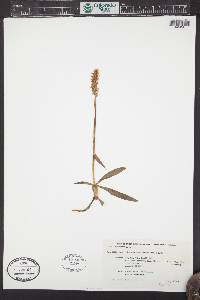 Spiranthes romanzoffiana image