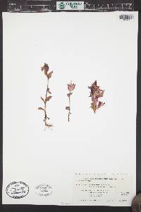 Epilobium anagallidifolium image