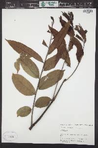 Zanthoxylum riedelianum image