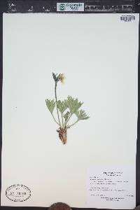 Anemone narcissiflora var. zephyra image
