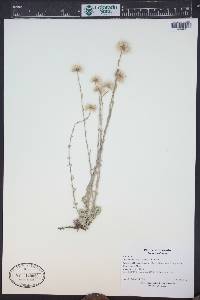 Antennaria microphylla image