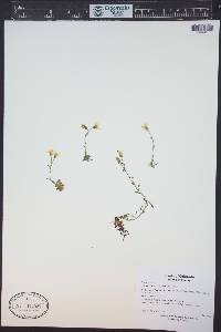 Saxifraga chrysantha image