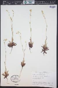 Plagiobothrys nothofulvus image