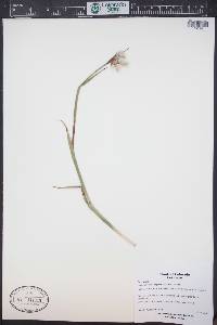 Eriophorum angustifolium image