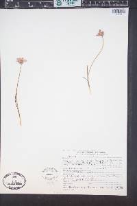 Allium acuminatum image