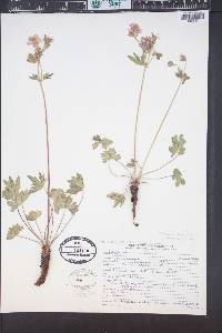 Geranium caespitosum image