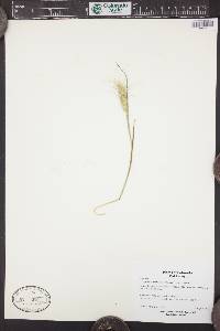 Elymus scribneri image