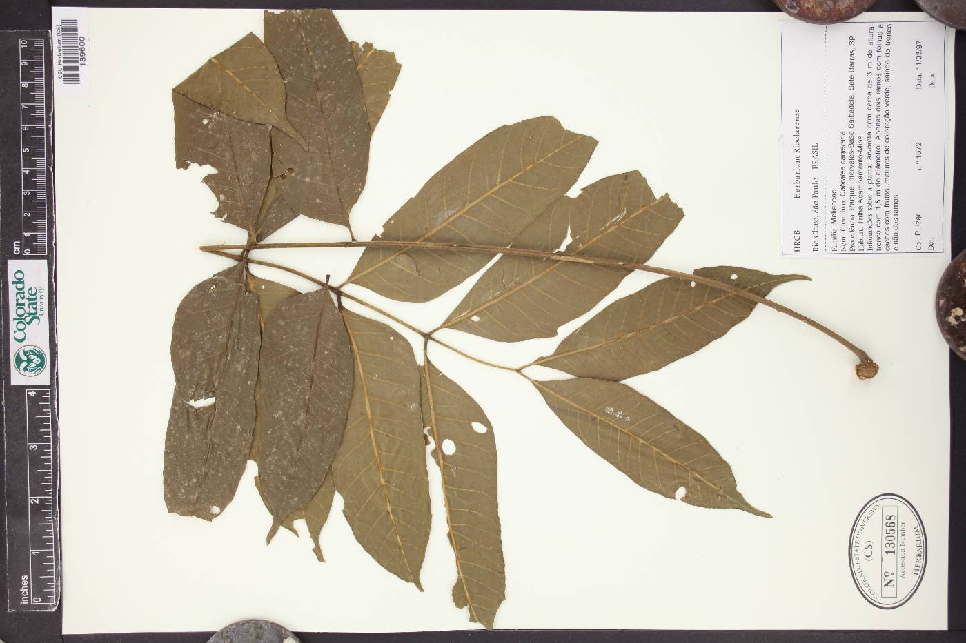 Cabralea canjerana image