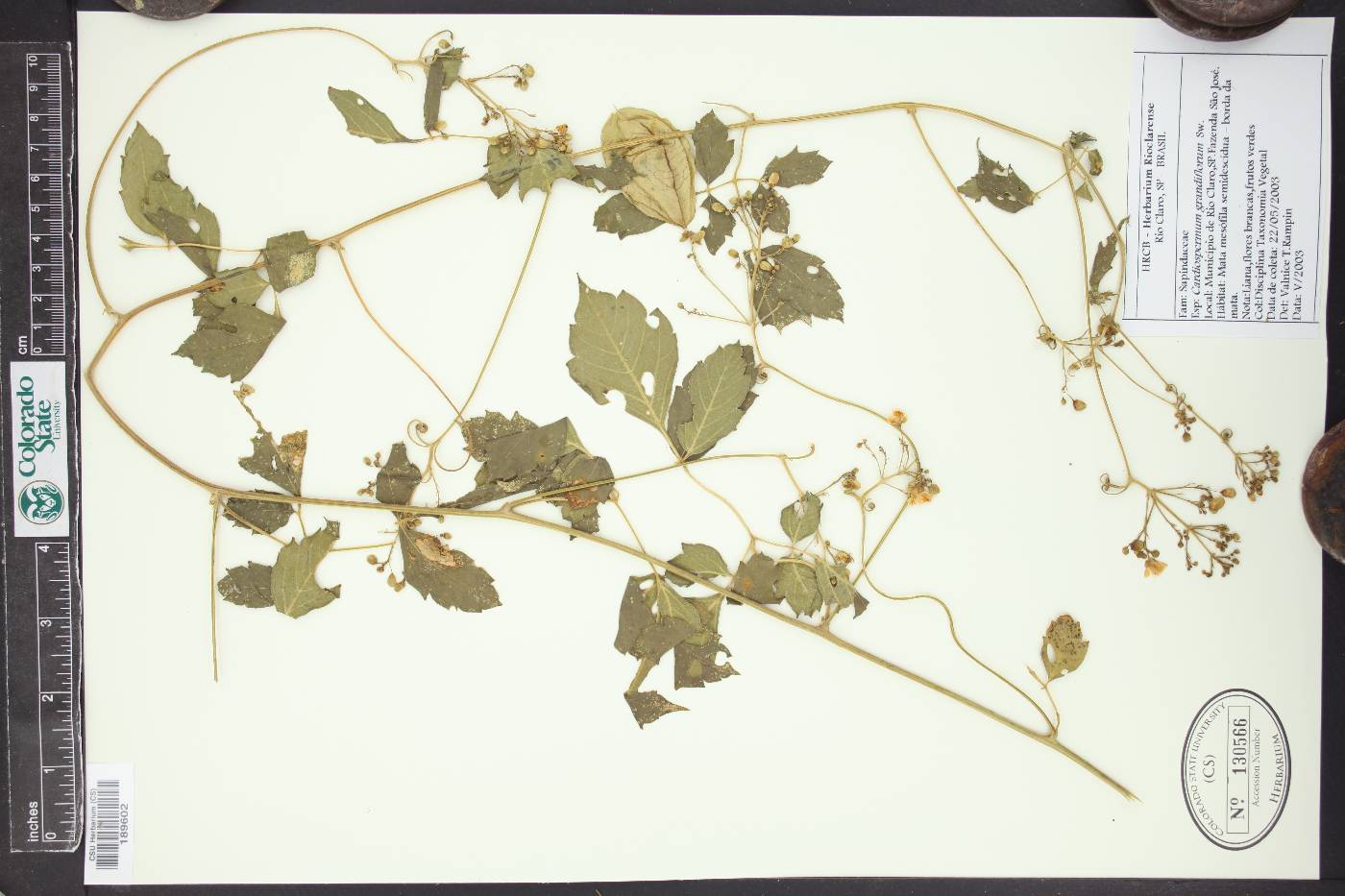 Cardiospermum grandiflorum image