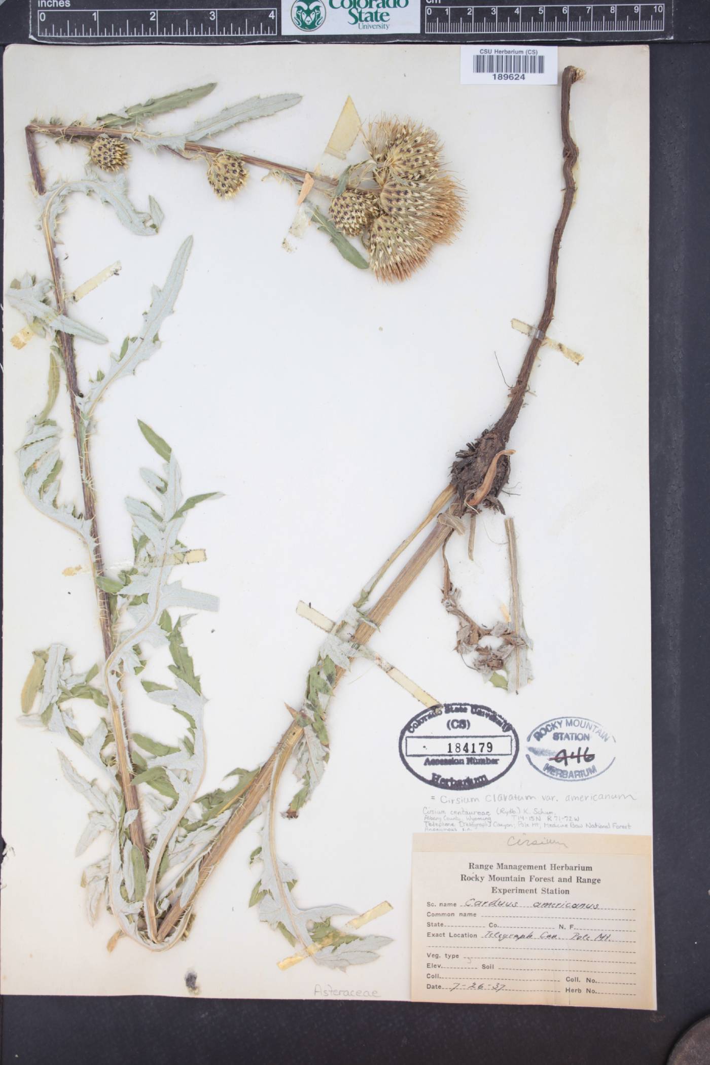 Cirsium clavatum image