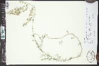 Galium verum image