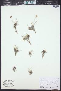 Eriogonum exilifolium image