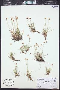 Eriogonum exilifolium image