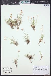 Eriogonum exilifolium image