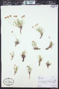 Eriogonum exilifolium image