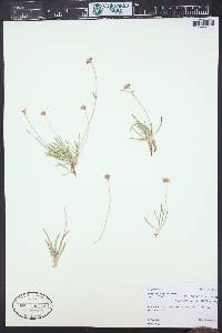 Eriogonum exilifolium image