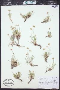 Eriogonum exilifolium image