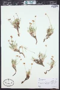 Eriogonum exilifolium image