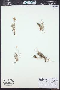 Eriogonum exilifolium image