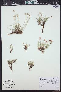 Eriogonum exilifolium image