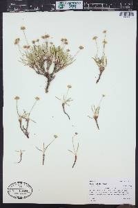 Eriogonum exilifolium image