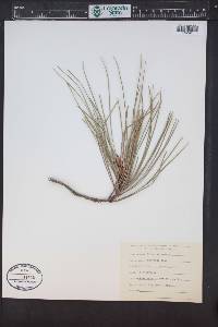 Pinus attenuata image